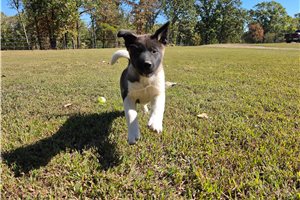 Peaches, a Akita puppy