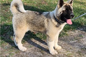 Bonsai - Akita for sale