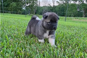 Gamma - Akita for sale