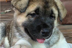 Harper - Akita for sale