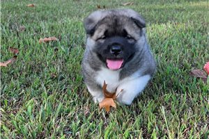 Harper - Akita for sale