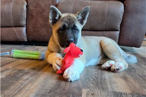 Gamma - Akita for sale