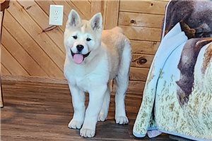Madison - Akita for sale