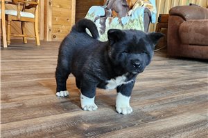 Kimmy - Akita for sale