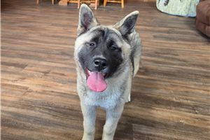 Bonsai - Akita for sale
