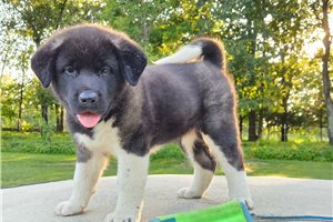 Saria - Akita for sale