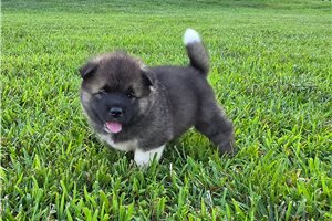 Delta - Akita for sale
