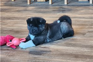 Tokyo - Akita for sale