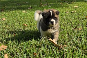 Axel - puppy for sale