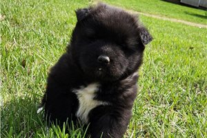 Jasper - Akita for sale