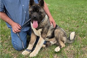 Mateo - Akita for sale
