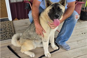 Bonsai - puppy for sale