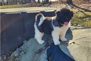 Roo - Akita for sale