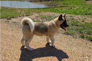 Miles - Akita for sale
