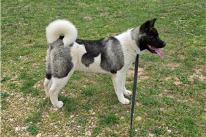 Romy - Akita for sale