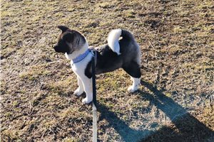 Sakura - Akita for sale