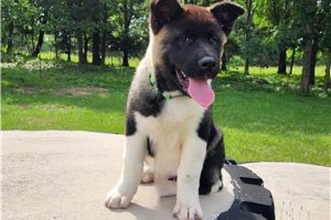 Joker - Akita for sale