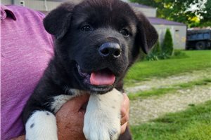Sloane - Akita for sale