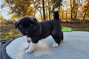 Rita - Akita for sale