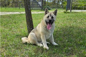 Noah - Akita for sale