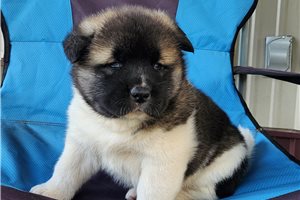 Stella - puppy for sale
