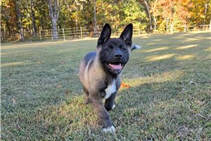 Omari - Akita for sale