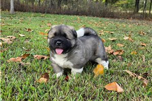 Herman - Akita for sale