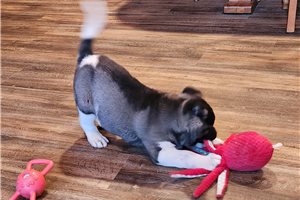 Matthew - puppy for sale