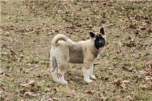 Bonsai - Akita for sale