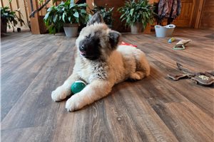 Adeline - Akita for sale