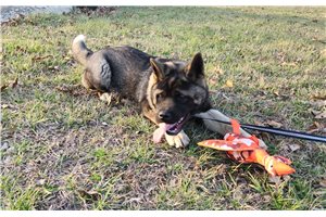 Mateo - Akita for sale