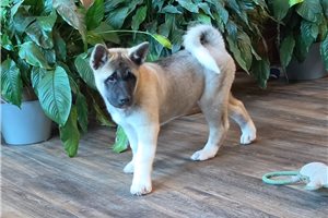 Gamma - Akita for sale