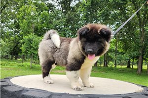 Justin - Akita for sale