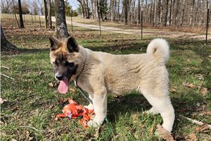 Miles - Akita for sale