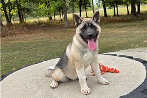 Gamma - Akita for sale