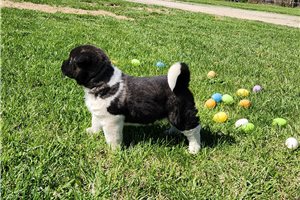 Jade - Akita for sale