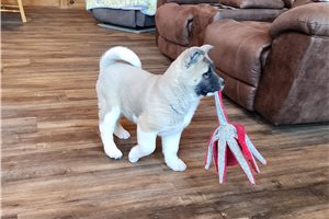 Miles - Akita for sale
