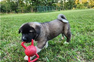 Susie - Akita for sale
