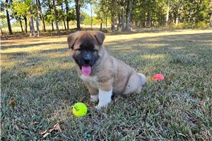 Adam - Akita for sale