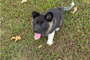 Opal - Akita for sale