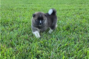 Beta - Akita for sale