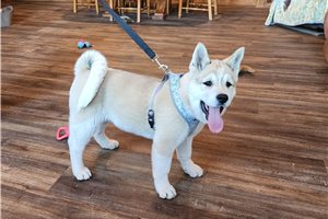 Mila - Akita for sale