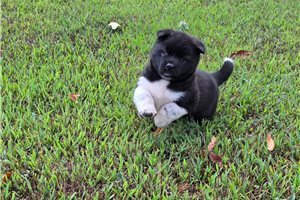 Anne - puppy for sale