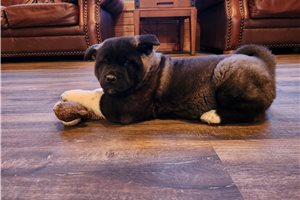 Mason - puppy for sale