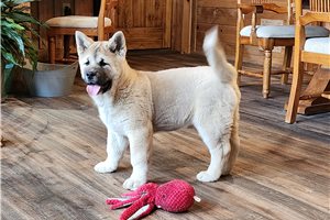 Noah - Akita for sale