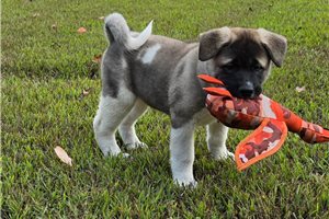 Octavius - puppy for sale