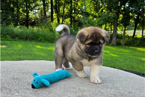 Delta - Akita for sale