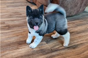 Maverick - puppy for sale