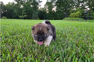Alpha - Akita for sale
