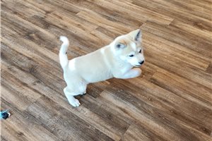 Maria - puppy for sale